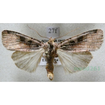 Xestia c-nigrum (Linnaeus, 1758) Rolnica panewka Czech27f